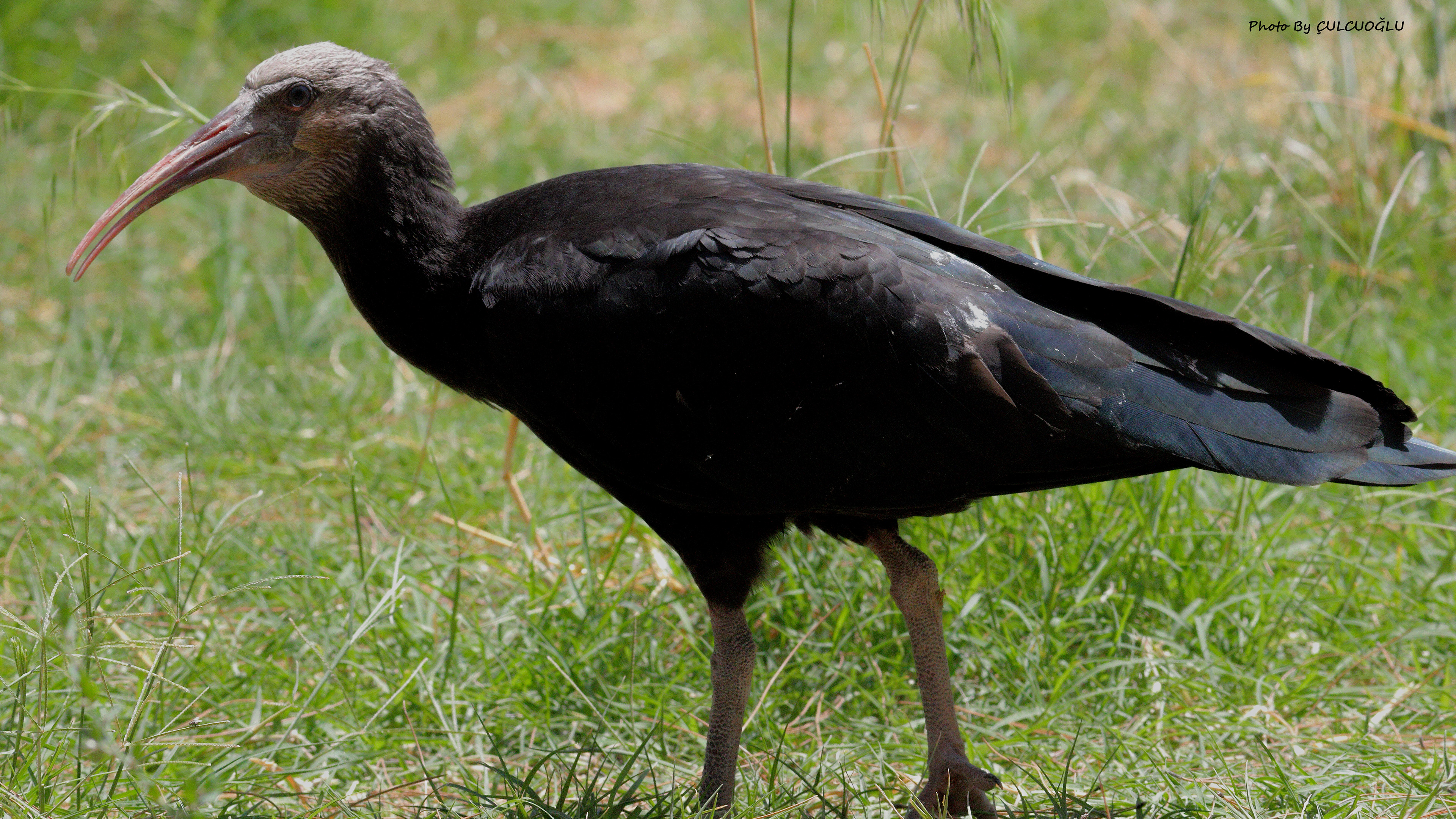 Northern Bald Ibis